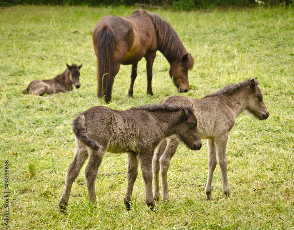 two grey, dun colored sweet foals playing and staying together in the meadow two grey, dun colored sweet foals playing and staying together in the meadow