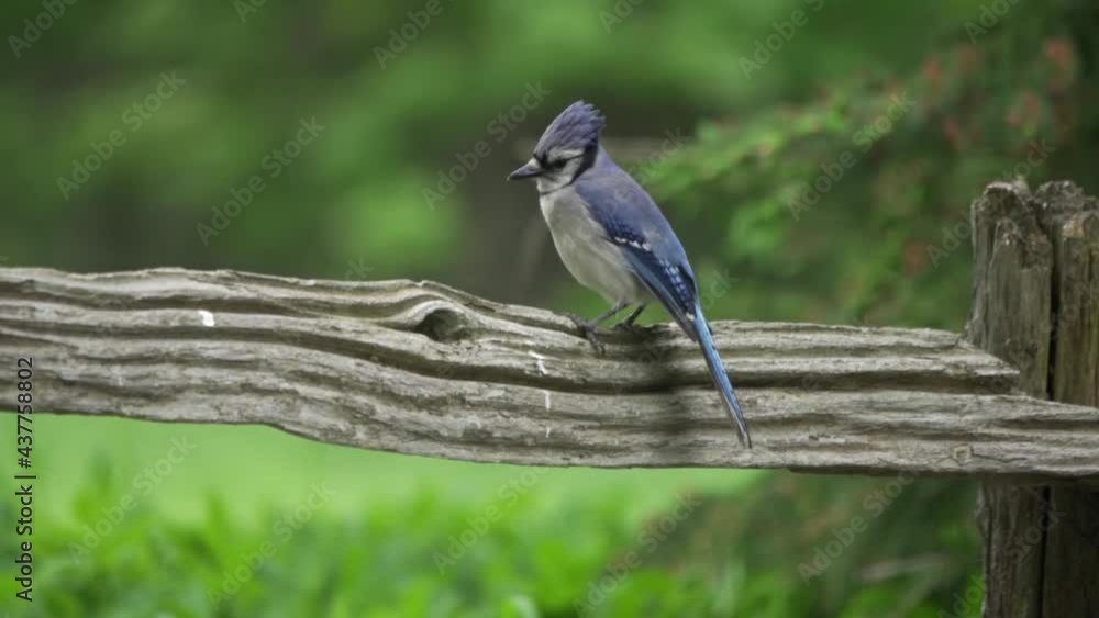 Closeup Shot Of A Canada Blue Jay, Wild Bird With Feathers Puffed In Slow Motion Closeup Shot Of A Canada Blue Jay, Wild Bird With Feathers Puffed In Slow Motion