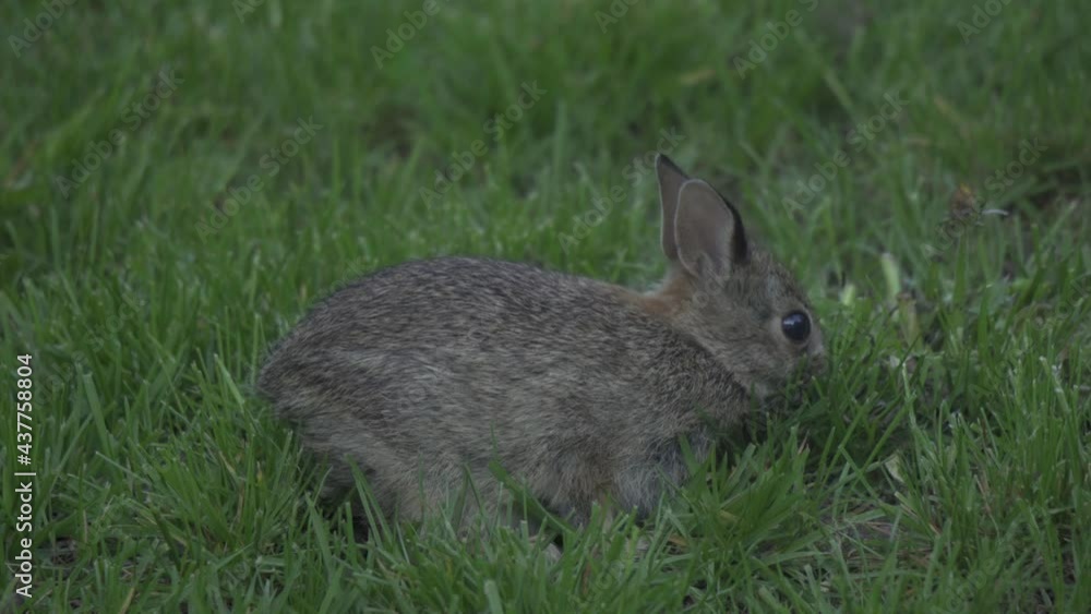 Closeup Of A Baby Bunny Rabbit Grazing On Grass, Common Eastern Cottontail Closeup Of A Baby Bunny Rabbit Grazing On Grass, Common Eastern Cottontail