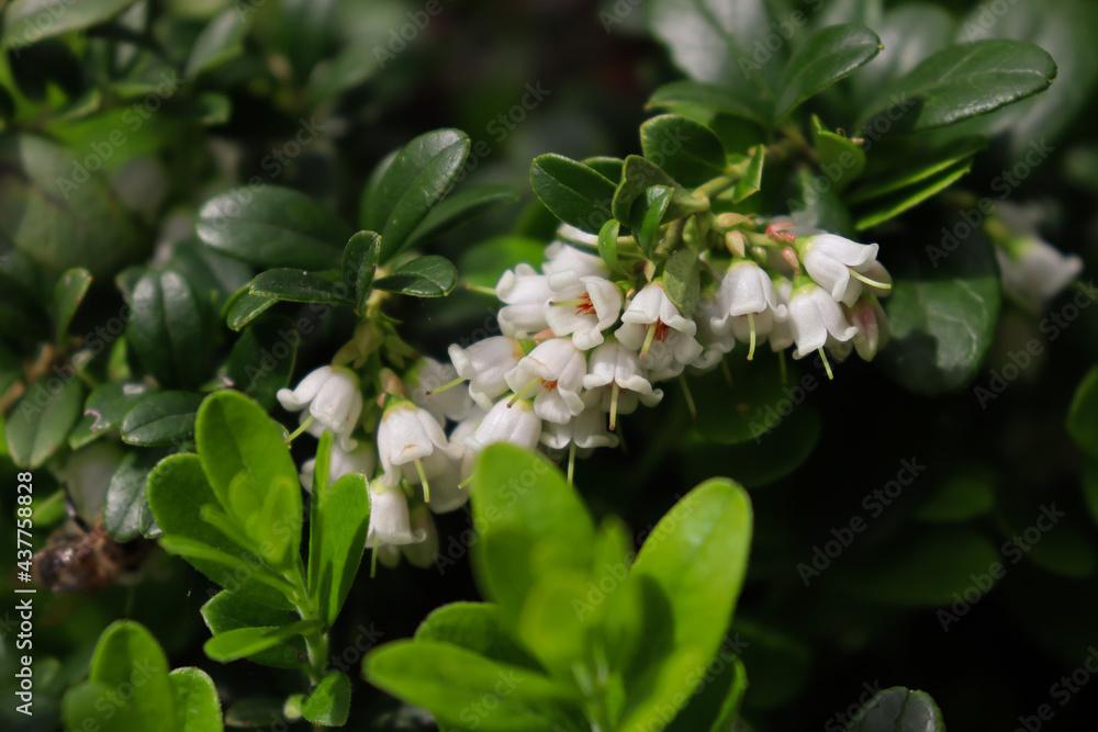Lingonberry flowers. Vaccinium vitis-idaea. Medicinal, edible plant. Lingonberry flowers. Vaccinium vitis-idaea. Medicinal, edible plant.