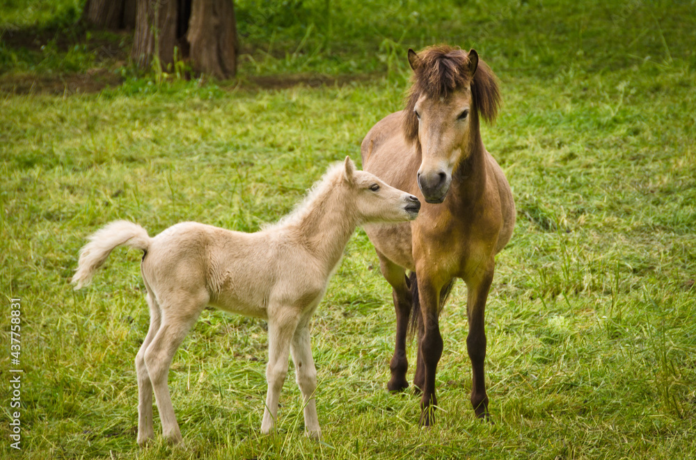 Fototapeta premium A light brown mare and its newborn white foal are grooming treasured and providently together