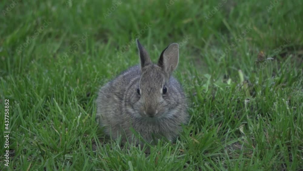 Closeup Shot Of A Baby Eastern Cottontail Bunny Rabbit Grazing Outdoors On Green Grass Closeup Shot Of A Baby Eastern Cottontail Bunny Rabbit Grazing Outdoors On Green Grass