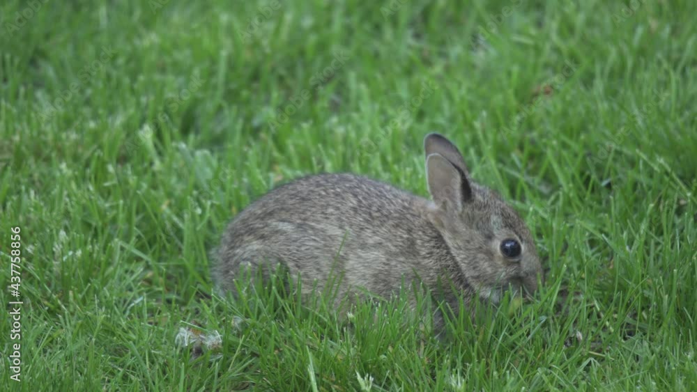 Small Eastern Cottontail Rabbit Grazing On Green Grass, Wild Bunny Rabbit Found In Canada And America Small Eastern Cottontail Rabbit Grazing On Green Grass, Wild Bunny Rabbit Found In Canada And America