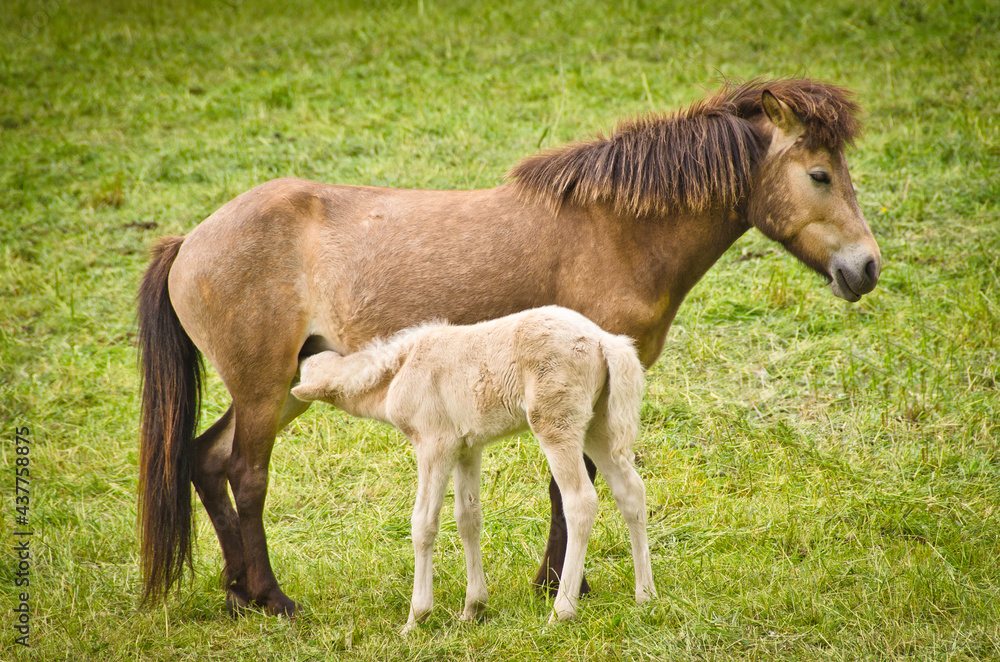A light brown mare and its newborn white foal are grooming treasured and providently together A light brown mare and its newborn white foal are grooming treasured and providently together