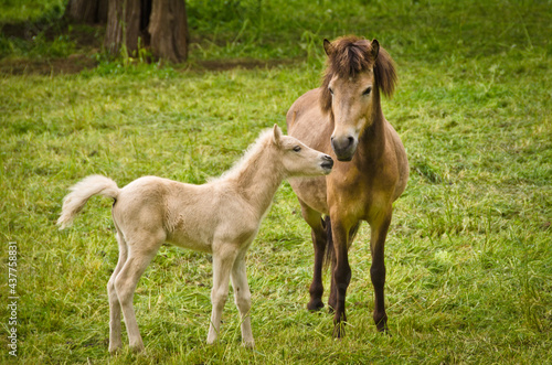 Fototapeta Naklejka Na Ścianę i Meble -  A light brown mare and its newborn  white foal are grooming treasured and providently together