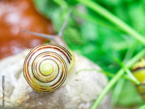 Colored snails in spring