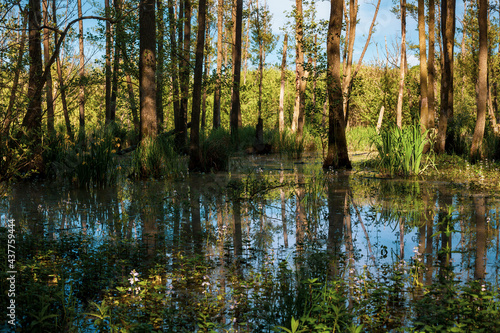 Swamp in the middle of the spring forest