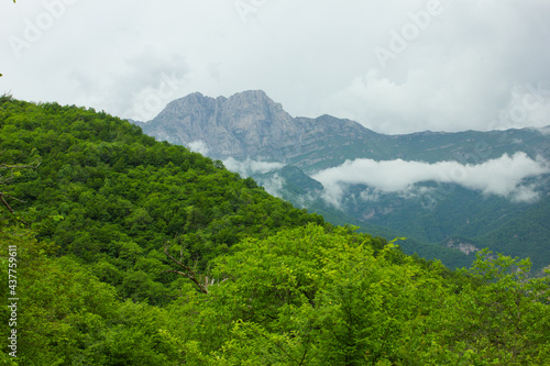 view of dense forest and mountain. Mount Khustup