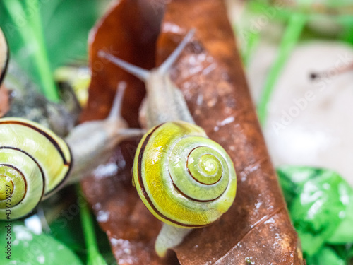 Colored snails in spring