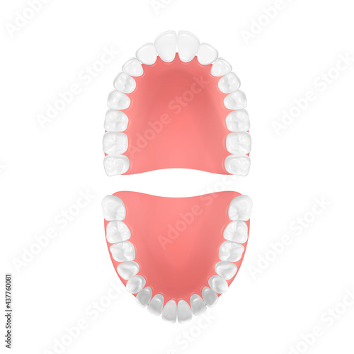 Vector 3d Realistic Teeth, Upper, Lower Adult Jaw, Top View. Anatomy Concept. Orthodontist Human Teeth Scheme. Medical Oral Health. Design Template of Prosthetics, Periodontal Disease Gums, Veneers