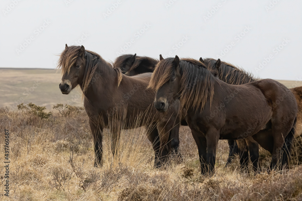 Fototapeta premium Exmoor ponies standing on barren moorland with plain sky.