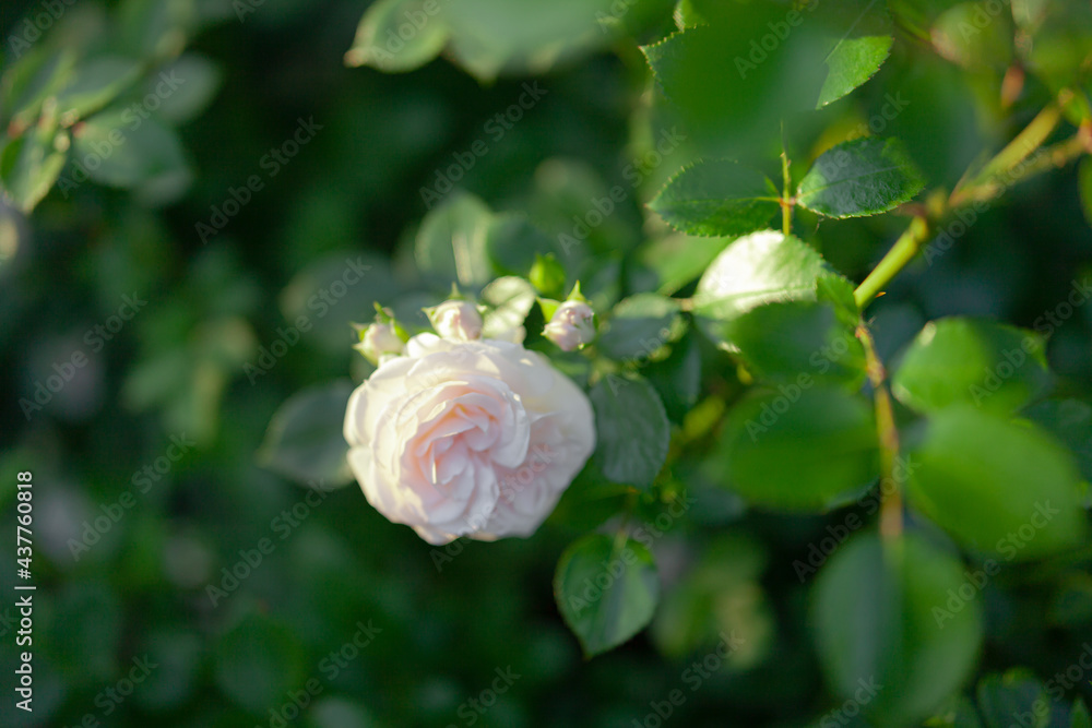 beautiful rosebuds bloom in our garden and are pleasing to the eye beautiful rosebuds bloom in our garden and are pleasing to the eye