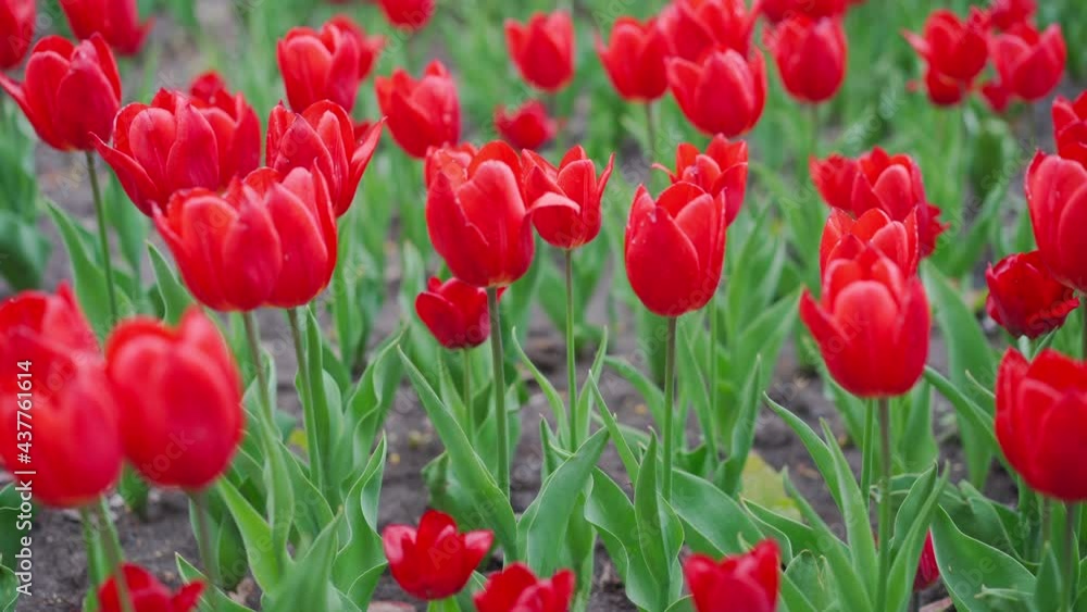 Red tulips blooming at beautiful park, many flowers. High quality 4k footage Red tulips blooming at beautiful park, many flowers. High quality 4k footage