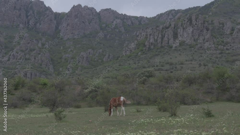 A brown horse with white spots grazes eating grass with a background of mountains A brown horse with white spots grazes eating grass with a background of mountains