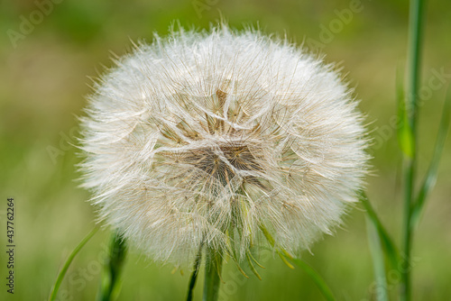 Large wild dandelion  Tragopogon pratensis