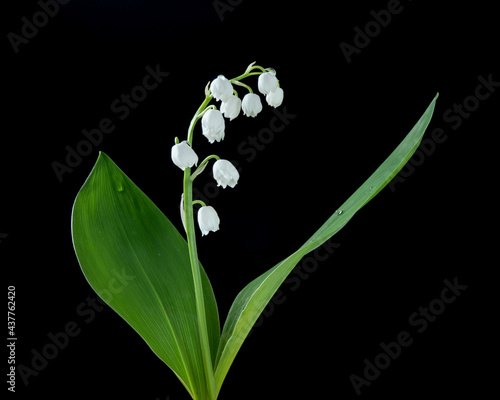 Fotografie lily of the valley in the dark