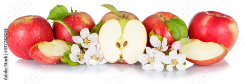 Fototapeta Naklejka Na Ścianę i Meble -  Apples fruits red apple fruit collection with leaves and blossoms in a row isolated on a white background