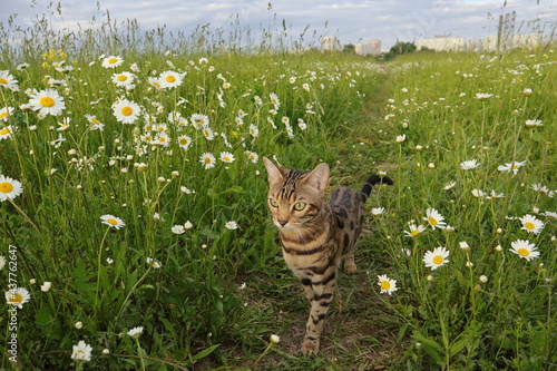Bengal cat walks in nature in the park in the green grass on a warm sunny day