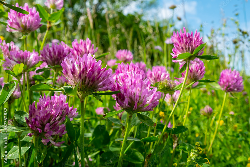 purple flowers in the field purple flowers in the field