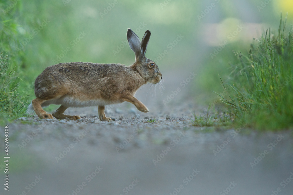 Obraz premium Hase 