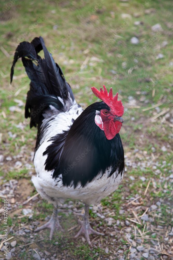 Rooster of the Lakenfelder chick which belongs to the endangered animals