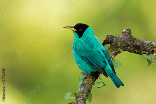 Green Honeycreeper - Chlorophanes spiza, small green bird with black head in tanager family, found in the tropical New World from southern Mexico south to Brazil and on Trinidad, sunset yellow light © phototrip.cz
