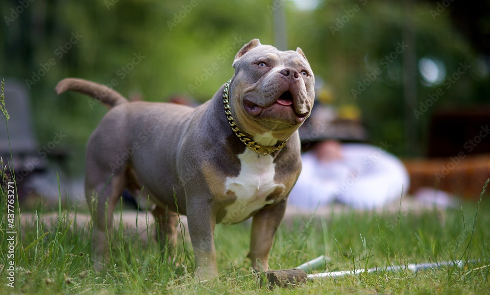 American bully pocket - chien jardin nature campagne - animal domestique