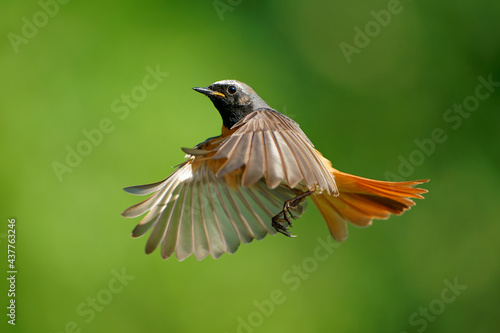 Common Redstart Phoenicurus phoenicurus small passerine bird in Phoenicurus, formerly Turdidae, now Old World flycatcher family Muscicapidae, flying orange and black bird on the green background © phototrip.cz