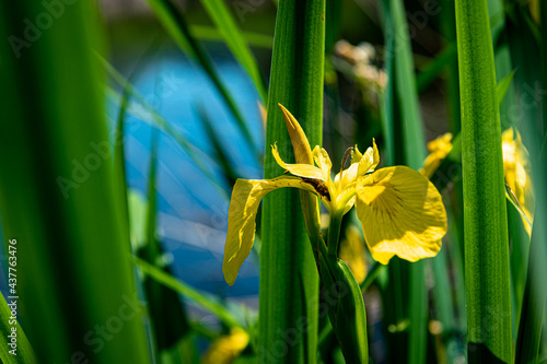 gelbe Sumpf-Schwertlilie am Gewässer photo
