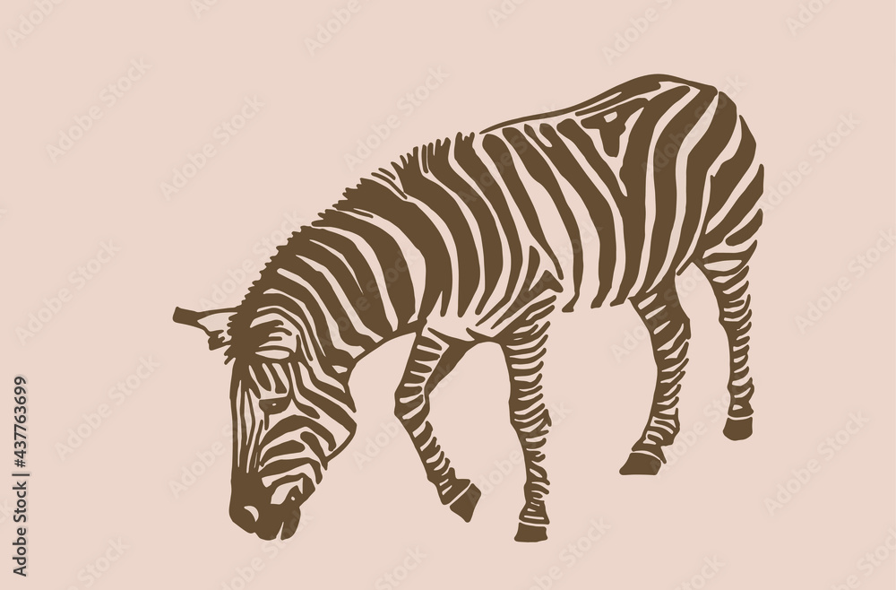 Obraz premium Vector vintage zebra ,sepia background, hand drawn illustration