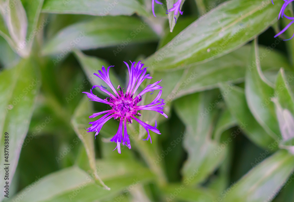 closeup of a Mountain bluet bachelor's button in summer bloom with vivid violet and blue closeup of a Mountain bluet bachelor's button in summer bloom with vivid violet and blue