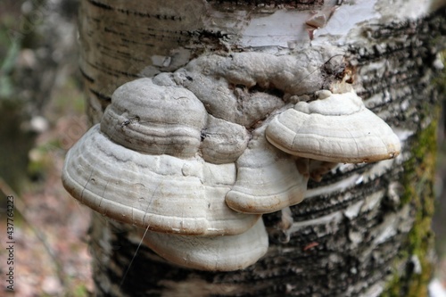 Close up of tree mushrooms on the trunk. Forest in the background