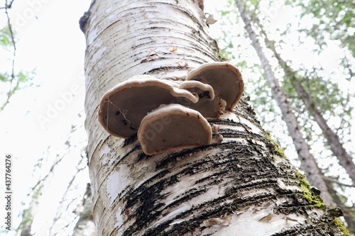 Close up of tree mushrooms on the trunk. Forest in the background
