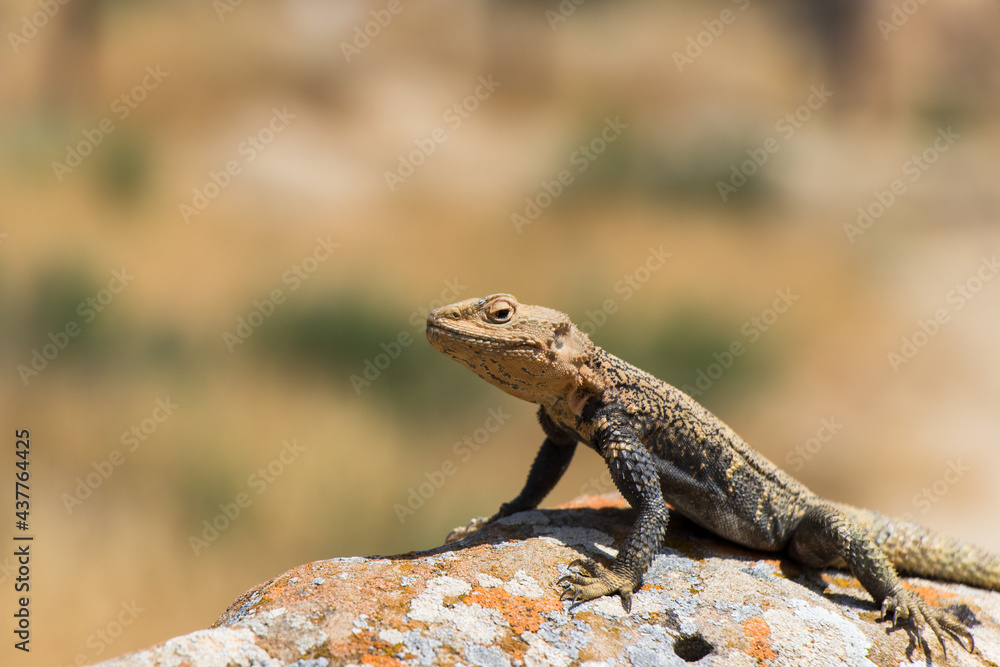 Desert spiny lizard. Wildlife animal. Agama Lizard closeup. The wild nature Desert spiny lizard. Wildlife animal. Agama Lizard closeup. The wild nature