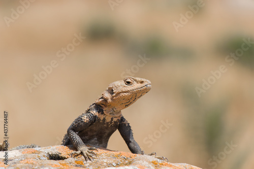 Desert spiny lizard. Wildlife animal. Agama Lizard closeup. The wild nature
