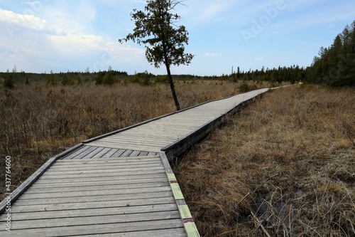 A gray boardwalk receding into the distance among dry grass. A lonely tree in the center. Brokenhead Wetland Interpretive Trail