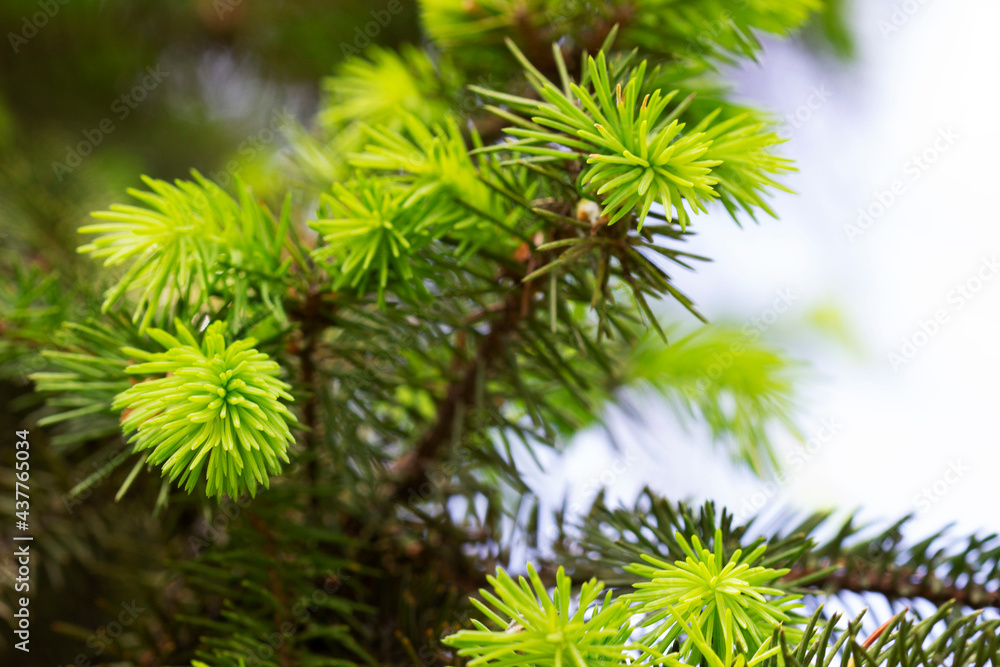Spruce branches with young sprouts in the park. Ecological concept. Spruce branches with young sprouts in the park. Ecological concept.