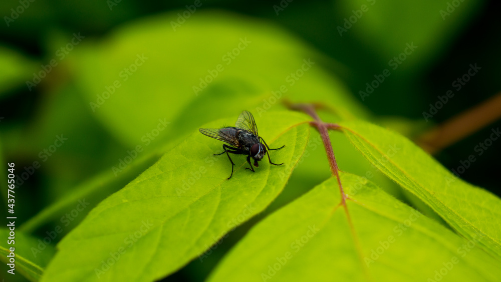 Common fly on a green leaf in the shade Common fly on a green leaf in the shade