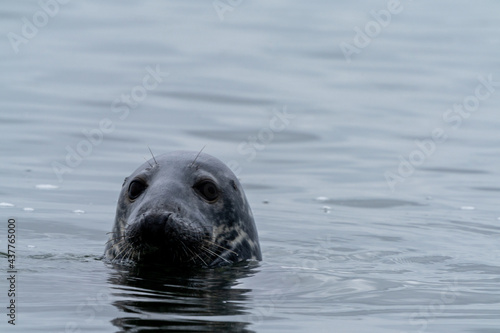 close up view of a gray seal peeking out of the water © makasana photo