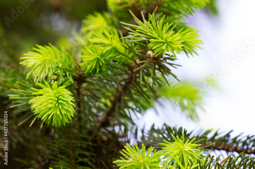 Obraz na płótnie Spruce branches with young sprouts in the park. Ecological concept. w salonie