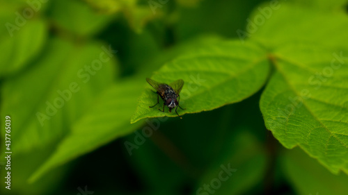 Common fly on a green leaf in the shade