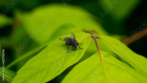 Common fly on a green leaf in the shade