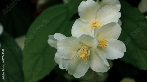 Blooming jasmine bush with white buds