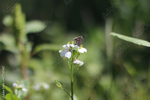 Obraz na płótnie Close up of a butterfly on meadow at heyday on a blossom