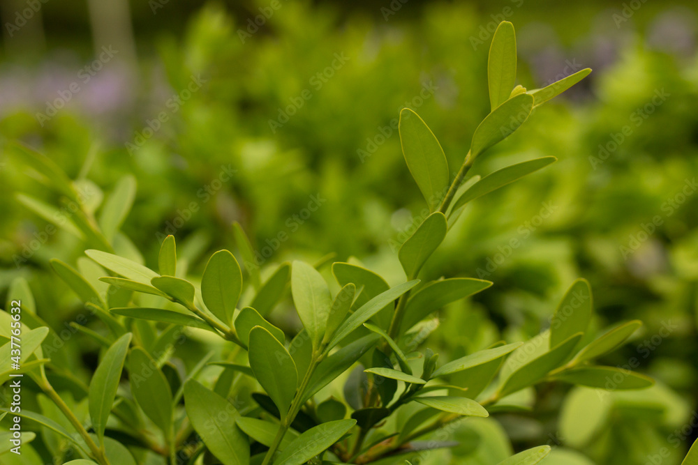 close up of green leaves of Wintergreen Boxwood Buxus microphylla decorative bush into home garden close up of green leaves of Wintergreen Boxwood Buxus microphylla decorative bush into home garden