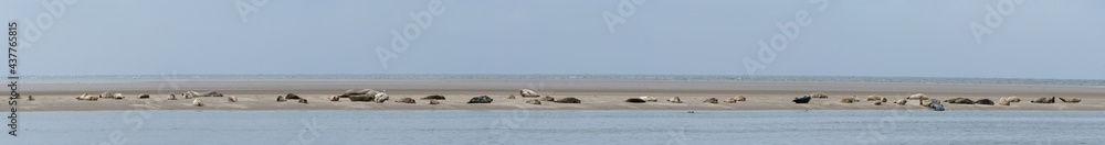 panorama view of a colony of common seals basking in the sun on a sand bar in western Denmark panorama view of a colony of common seals basking in the sun on a sand bar in western Denmark