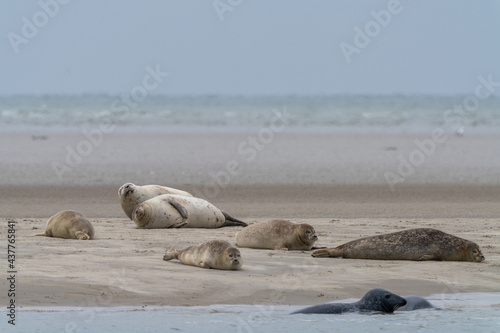 colony of common seals basking in the sun on a sand bar in western Denmark