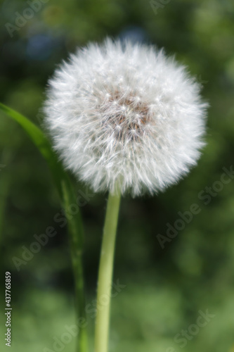 White  fluffy dandelion. Soft focus