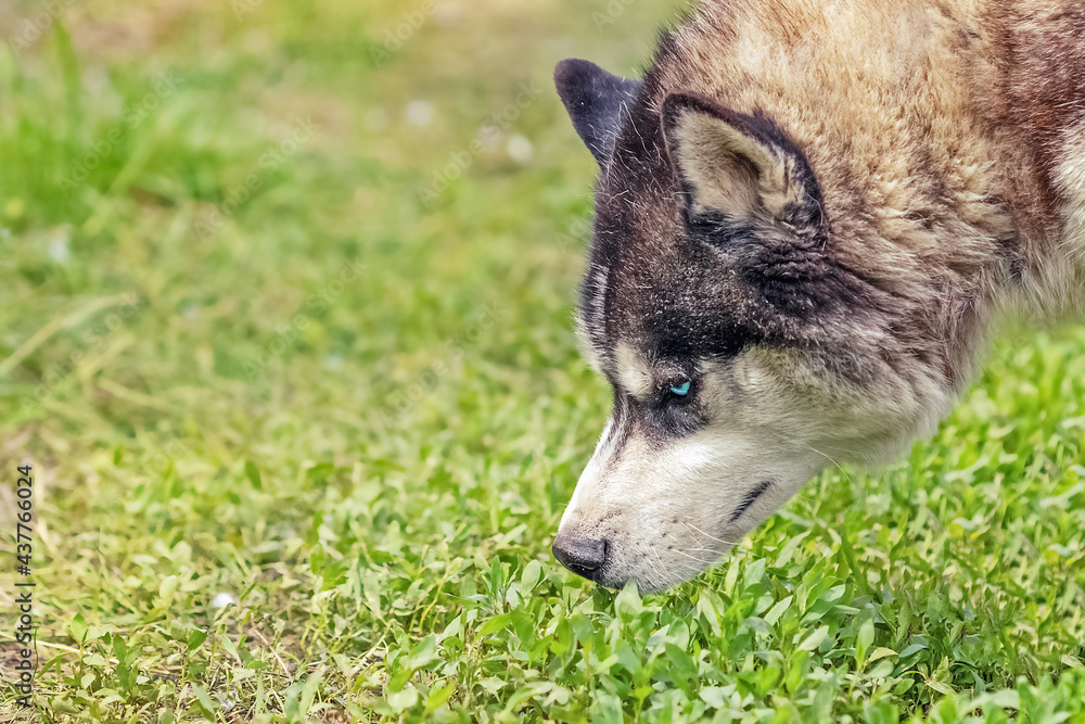 muzzle of beautiful fluffy husky dog with blue eyes in a green meadow, close-up