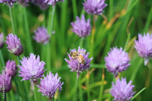 Bee at blooming Allium schoenoprasum